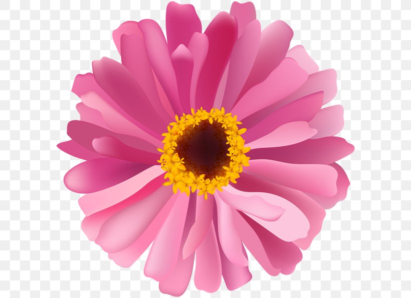 Chrysanthemum Daisy Family Flower Argyranthemum Frutescens, PNG, 600x595px, Chrysanthemum, Annual Plant, Argyranthemum Frutescens, Aster, Chrysanths Download Free