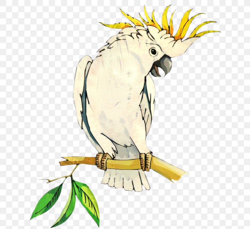 Macaw Clip Art Illustration Beak Parakeet, PNG, 636x750px, Macaw, Beak, Bird, Bird Toy, Budgie Download Free