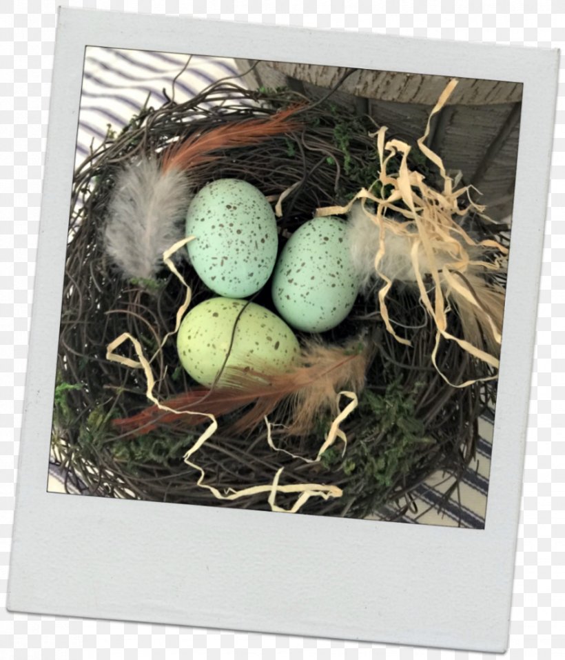 Bird Nest NEST+m Egg, PNG, 877x1024px, Bird, Bird Nest, Egg, Nest, Nestm Download Free