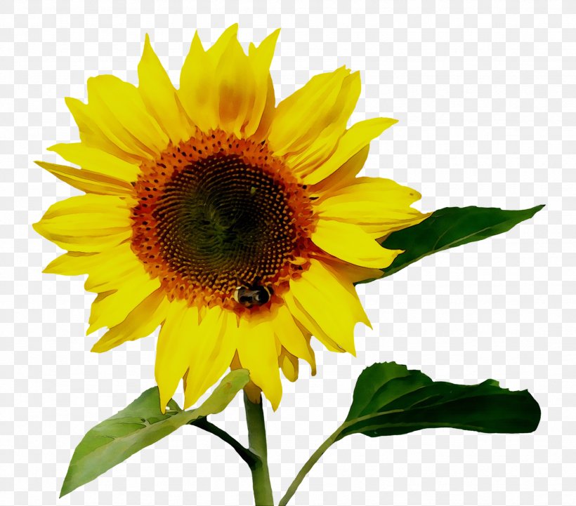 Common Sunflower Clip Art Image Drawing, PNG, 1844x1623px, Common Sunflower, Annual Plant, Asterales, Botany, Cuisine Download Free