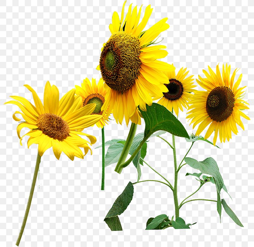 Common Sunflower Sunflower Seed Kuaci, PNG, 800x798px, Common Sunflower, Cut Flowers, Daisy Family, Drawing, Flower Download Free