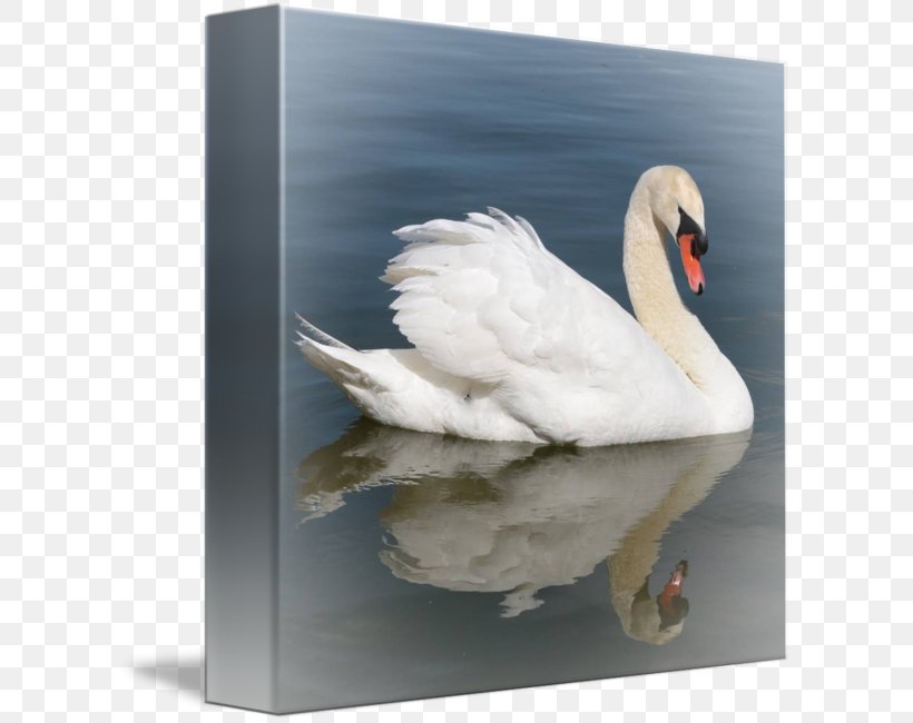 Cygnini Duck Fauna Feather Beak, PNG, 606x650px, Cygnini, Beak, Bird, Duck, Ducks Geese And Swans Download Free