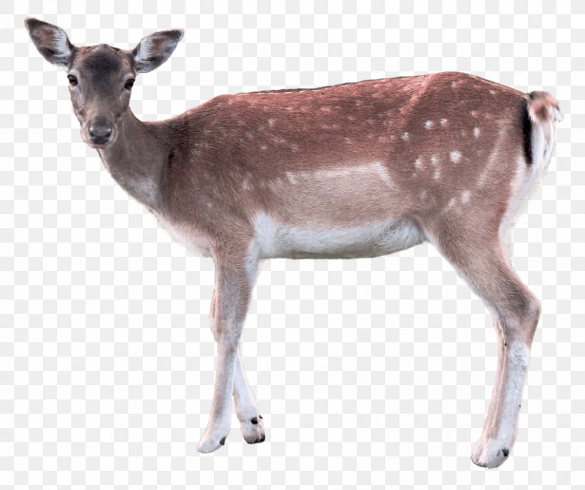 Deer Clip Art Image File Format, PNG, 850x713px, Deer, Antler, Comparazione Di File Grafici, Fauna, Mammal Download Free