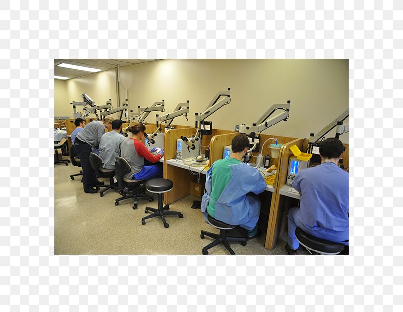 Temporal Bone Dissection Course University Of Tennessee, PNG, 600x634px, Temporal Bone, Architectural Designer, Architecture, Bone, Dissection Download Free