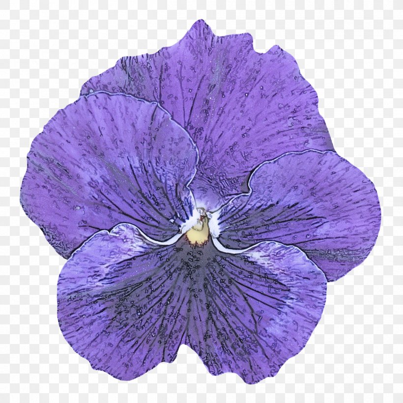Violet Flower Purple Petal Plant, PNG, 1250x1250px, Violet, Flower, Flowering Plant, Pansy, Petal Download Free