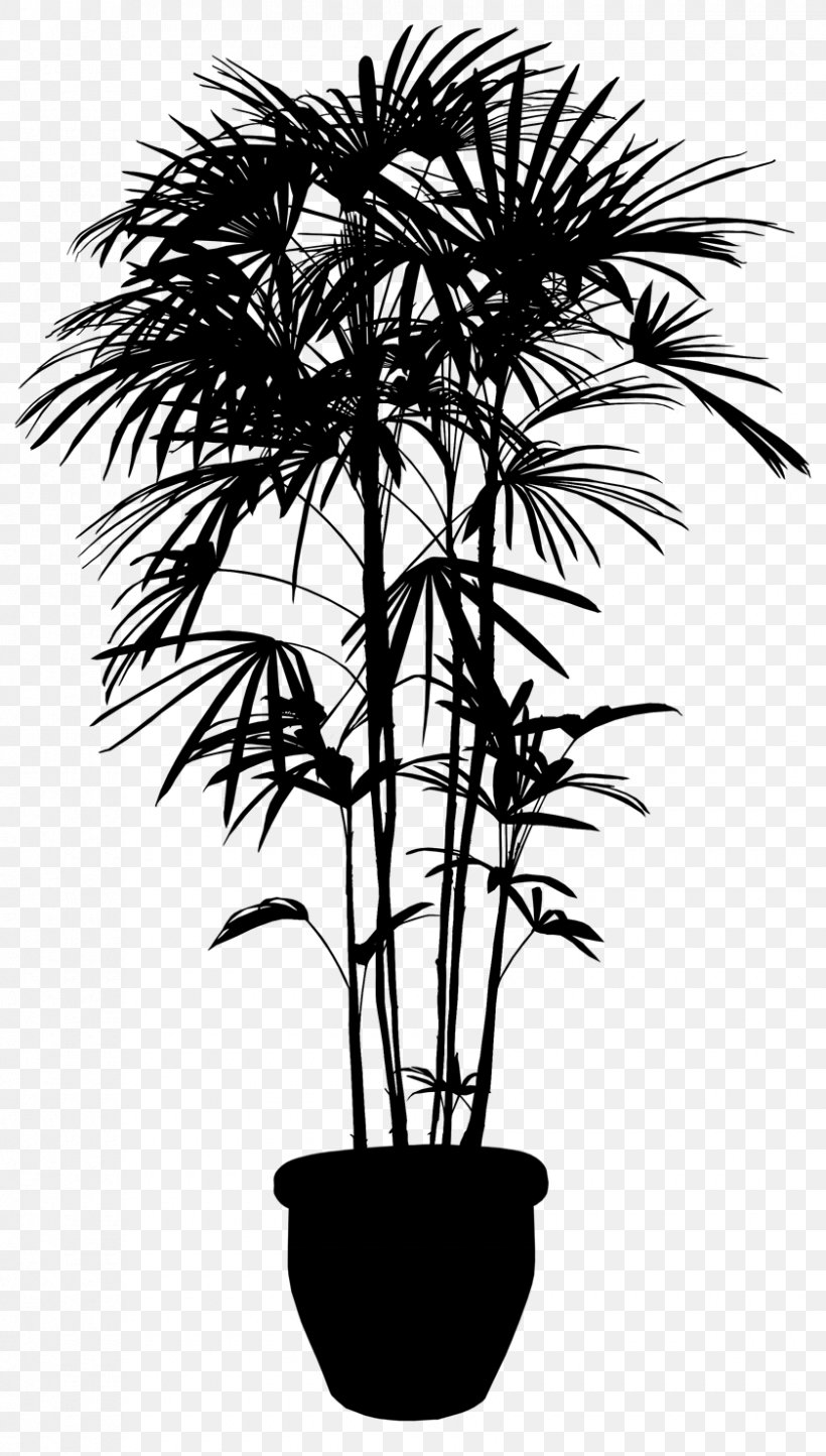 Asian Palmyra Palm Stock Photography Image Vector Graphics Plants, PNG, 840x1480px, Asian Palmyra Palm, Arecales, Blackandwhite, Borassus Flabellifer, Botany Download Free
