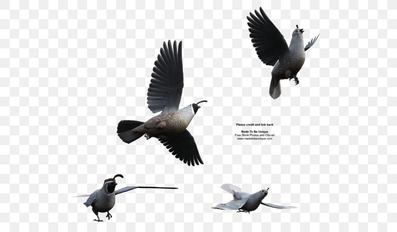 Bird California Quail Northern Bobwhite Flight, PNG, 600x480px, Bird, Beak, Bird Migration, California Quail, Callipepla Download Free