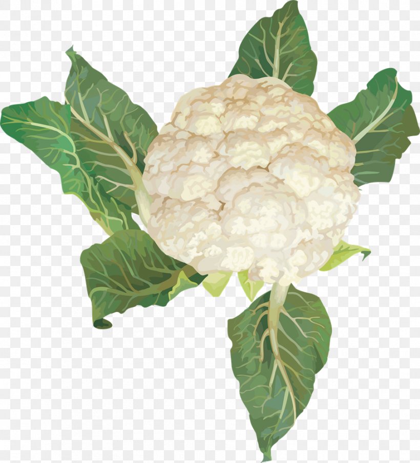 Cauliflower Cabbage Vegetable Clip Art, PNG, 906x1000px, Cauliflower, Brassica Oleracea, Broccoli, Cabbage, Cruciferous Vegetables Download Free
