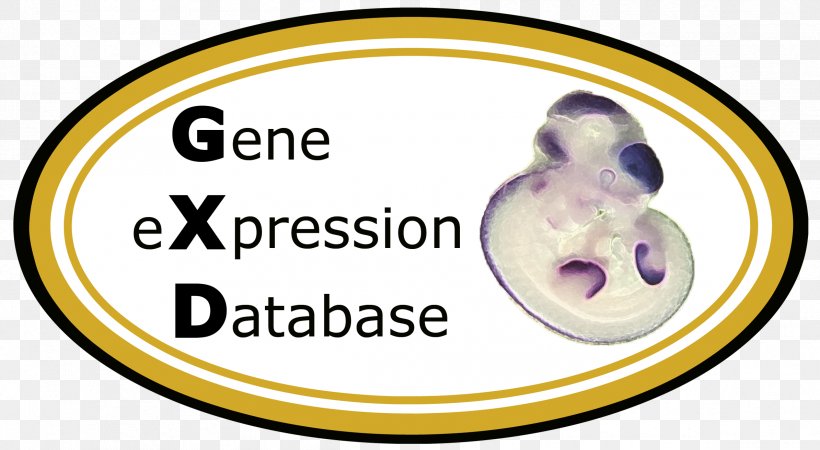 Gene Expression Mouse Genome Informatics Genetics Reporter Gene, PNG, 2389x1312px, Gene Expression, Apolipoprotein E, Area, Brand, Database Download Free