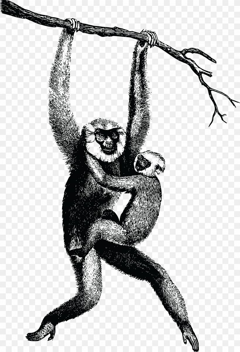 Homo Sapiens Gibbon Clip Art, PNG, 4000x5858px, Homo Sapiens, Ape, Arm, Art, Black And White Download Free