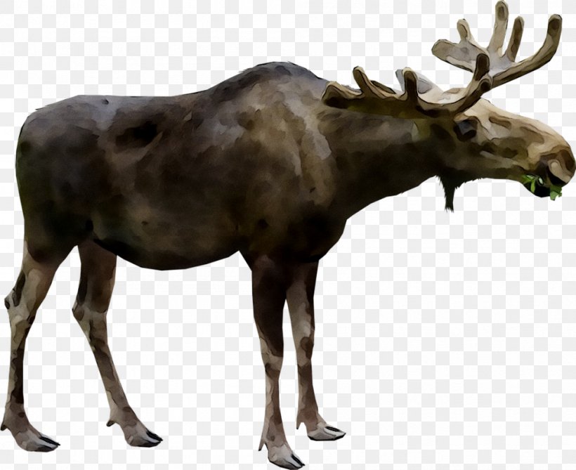 Moose Deer Image Photograph, PNG, 998x815px, Moose, Alces, Animal, Animal Figure, Antler Download Free