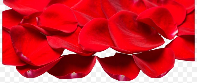 Rose Petal, PNG, 800x346px, Rose, Computer Graphics, Cut Flowers, Flower, Flowering Plant Download Free