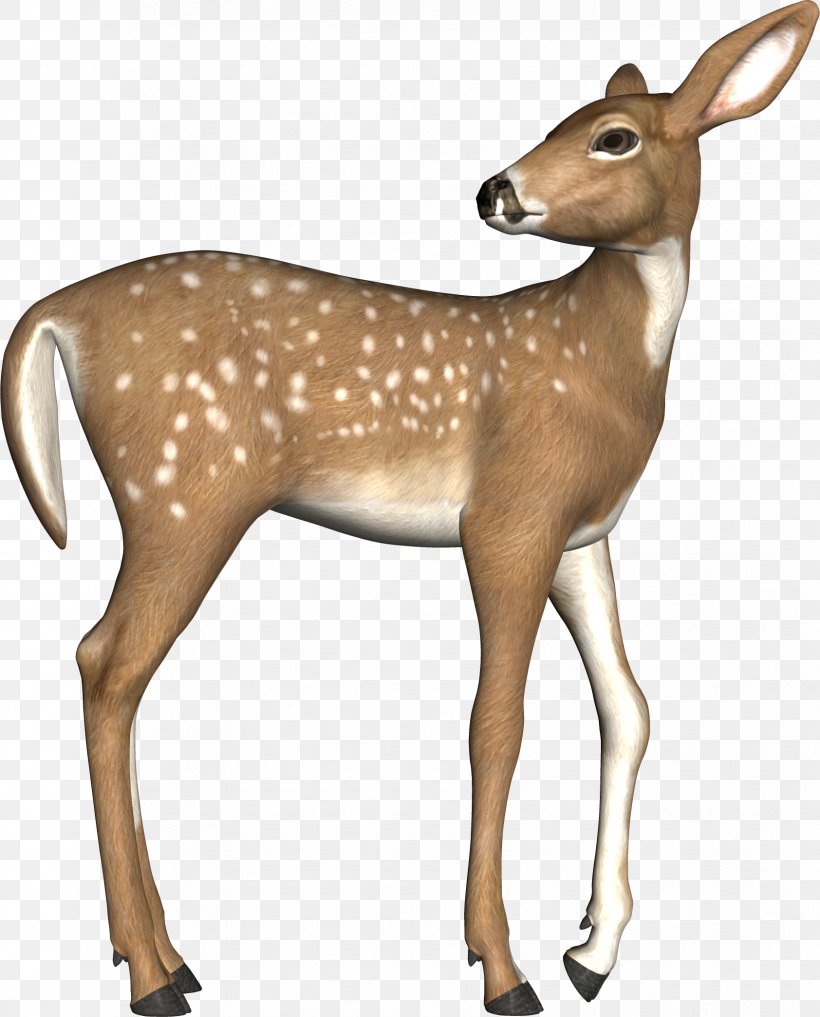 White-tailed Deer Elk Red Deer, PNG, 1684x2089px, Whitetailed Deer, Albom, Antelope, Antler, Deer Download Free