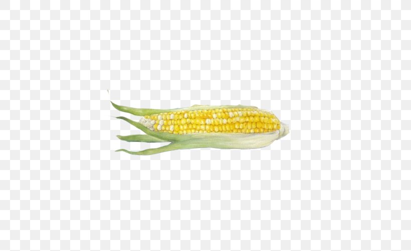 Corn On The Cob Maize Download, PNG, 502x502px, Corn On The Cob, Button, Google Images, Maize, Organism Download Free