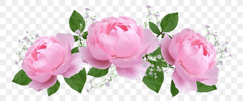 Garden Roses Cabbage Rose Pink Flower Petal, PNG, 766x340px, Garden Roses, Blossom, Blume, Branch, Bud Download Free
