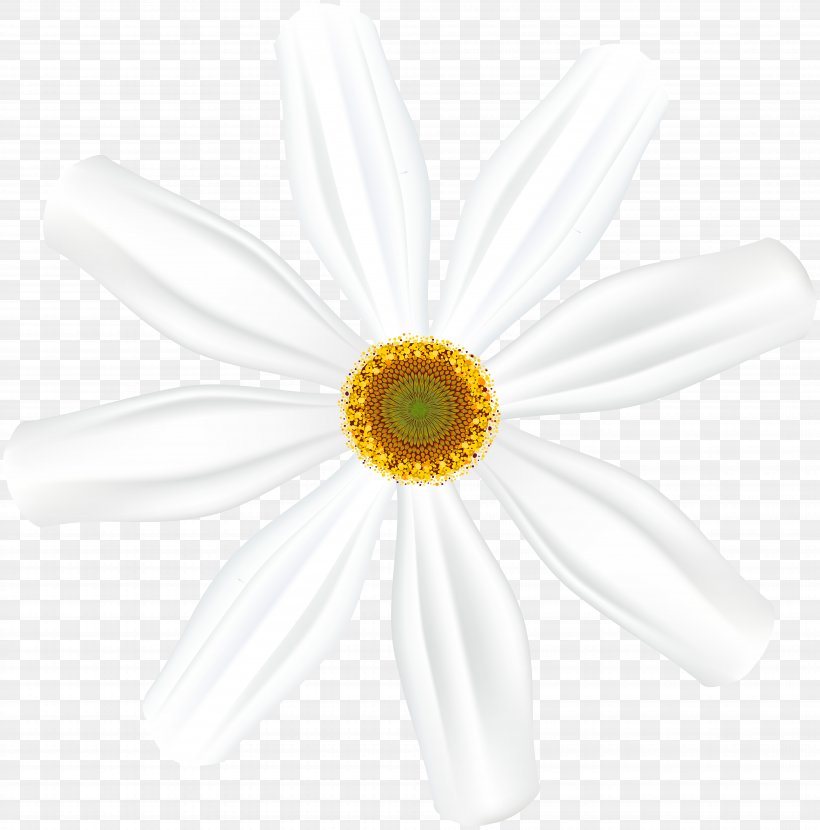 Common Daisy Oxeye Daisy Transvaal Daisy Cut Flowers Petal, PNG, 7895x8000px, Common Daisy, Cut Flowers, Daisy, Daisy Family, Flower Download Free