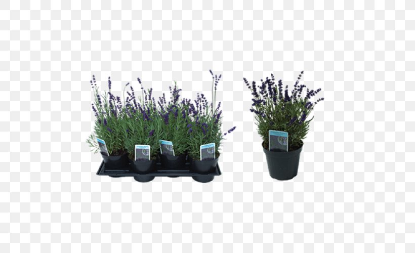 English Lavender Flowerpot, PNG, 500x500px, English Lavender, Flowerpot, Grass, Herb, Lavender Download Free