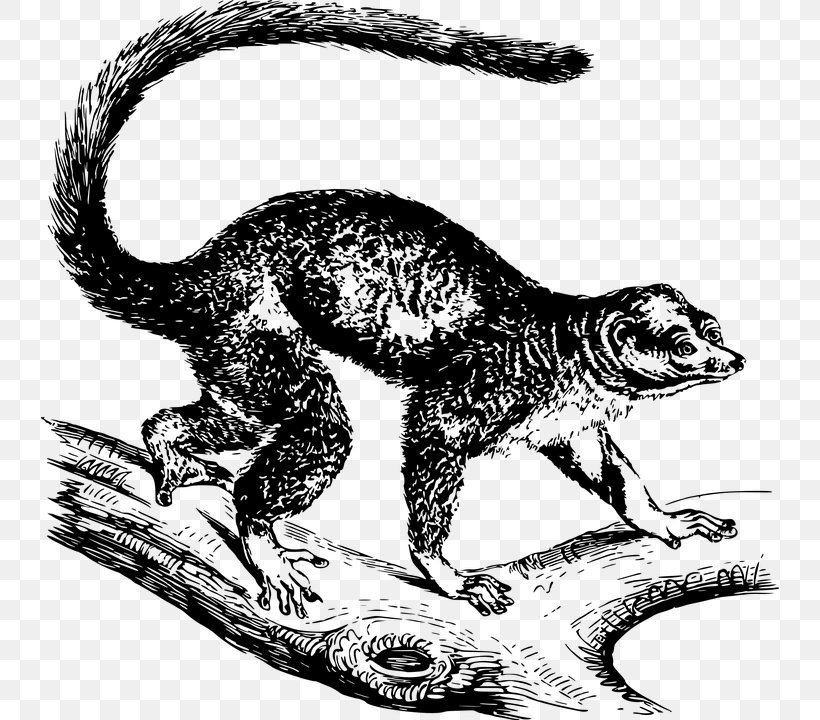 Mongoose Lemur Mongoose Lemur Velociraptor Clip Art, PNG, 738x720px, Mongoose, Black And White, Canidae, Carnivora, Carnivoran Download Free