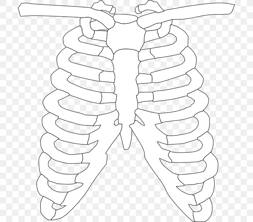 Spare Ribs Rib Cage Clip Art, PNG, 703x720px, Watercolor, Cartoon, Flower, Frame, Heart Download Free