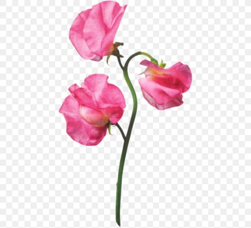 Garden Roses Flower Pink Sweet Pea, PNG, 439x743px, Garden Roses, Artificial Flower, Bud, Centifolia Roses, Cut Flowers Download Free