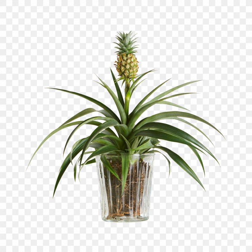 Pineapple Embryophyta Houseplant Flowerpot Shrub, PNG, 1800x1800px, Pineapple, Arecales, Bromeliads, Embryophyta, Evergreen Download Free