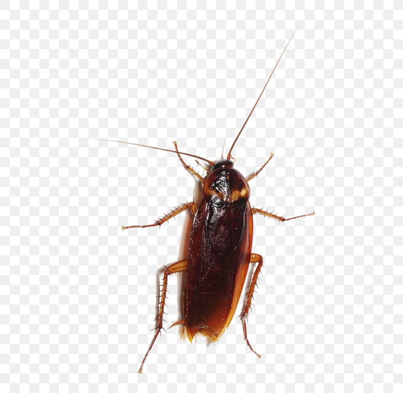 Cockroach Entokim Çevre Sağlığı Hizmetleri Insect Pest Blattodea, PNG, 800x800px, Cockroach, Arthropod, Blattodea, Cricket, Environmental Health Download Free