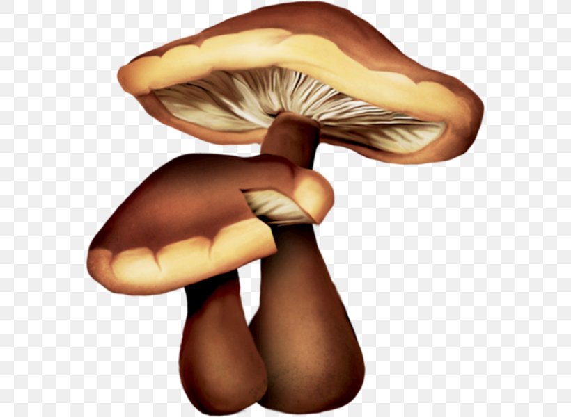 Edible Mushroom Oyster Mushroom Drawing Common Mushroom, PNG, 575x600px, Edible Mushroom, Clitocybe Nebularis, Clitocybe Nuda, Common Mushroom, Drawing Download Free