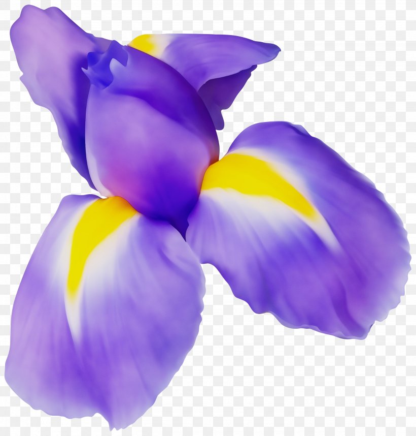 Petal Purple Violet Flower Plant, PNG, 2865x3000px, Watercolor, Cattleya, Crocus, Flower, Flowering Plant Download Free