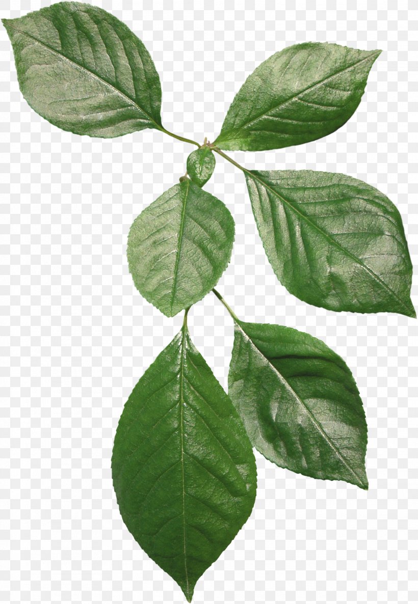 Leaf Plant Stem Blog House Voting, PNG, 2072x2999px, Leaf, Autumn, Avatar, Blog, Email Download Free