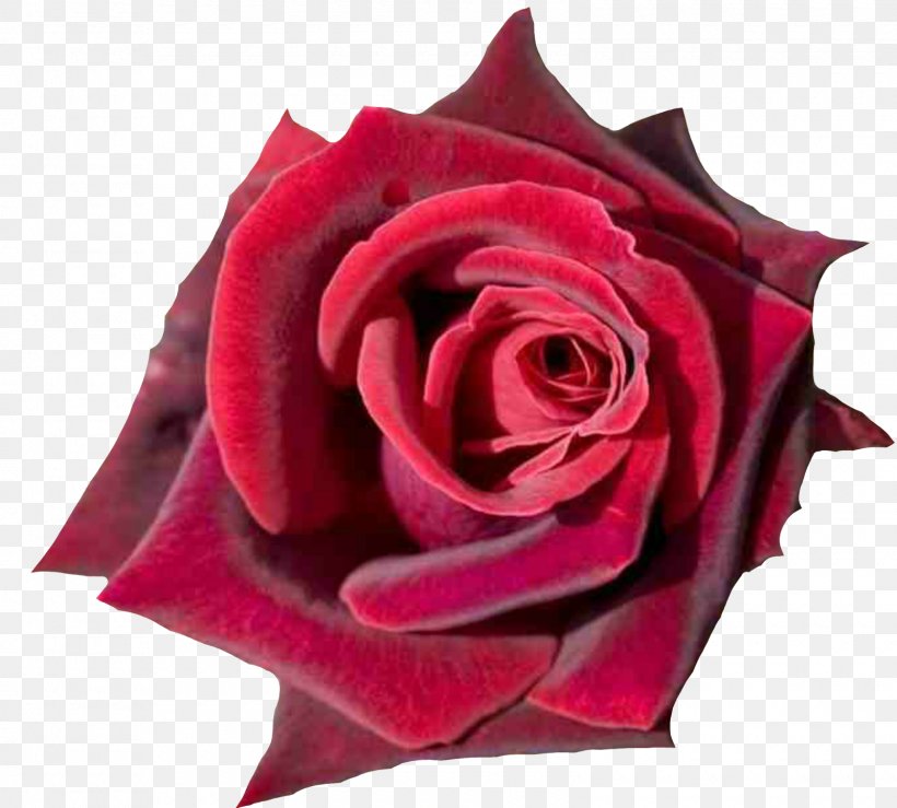 Rose Desktop Wallpaper Red Flower Pink, PNG, 1600x1442px, Rose, Blue Rose, Color, Cut Flowers, Display Resolution Download Free