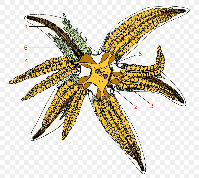Sea Urchin Common Starfish Echinoderm Ambulacral, PNG, 800x735px, Sea Urchin, Ambulacral, Asterias, Body Jewelry, Common Starfish Download Free