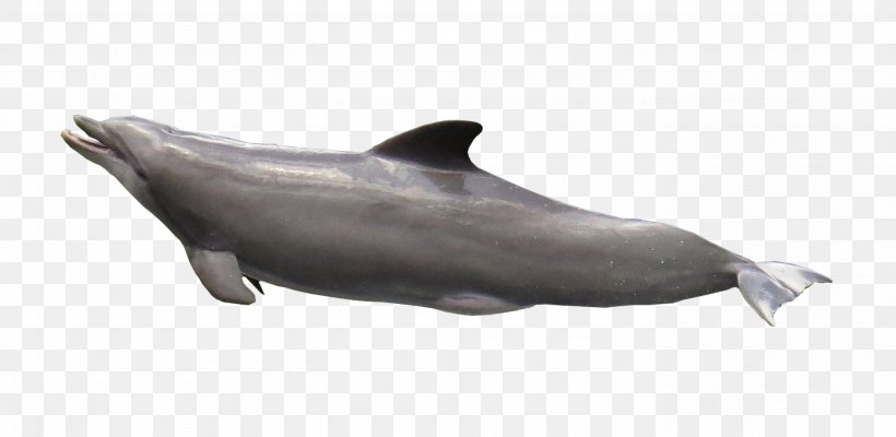 Common Bottlenose Dolphin Wholphin Short-beaked Common Dolphin Marine Mammal, PNG, 2763x1348px, Common Bottlenose Dolphin, Bottlenose Dolphin, Cetacea, Dolphin, Fauna Download Free