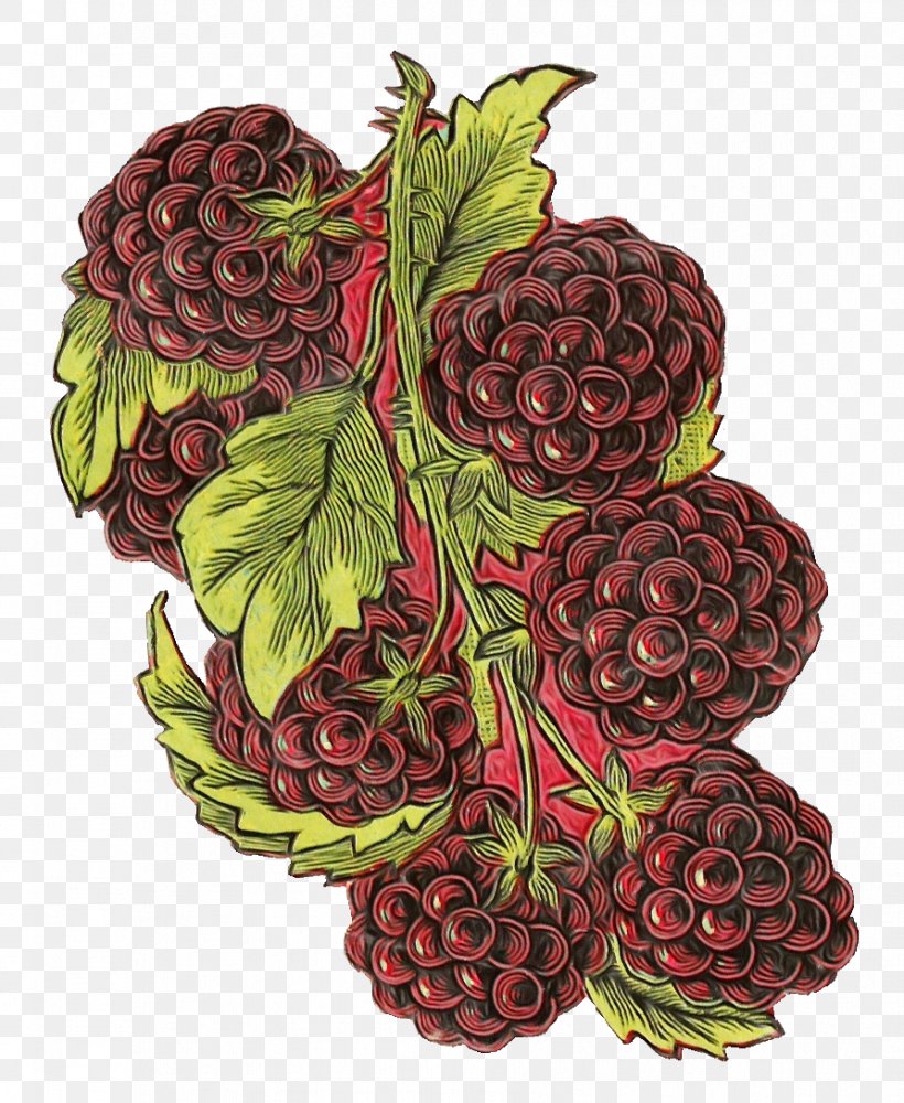 Fruit Berry Plant Loganberry Seedless Fruit, PNG, 892x1088px, Watercolor, Accessory Fruit, Berry, Blackberry, Food Download Free