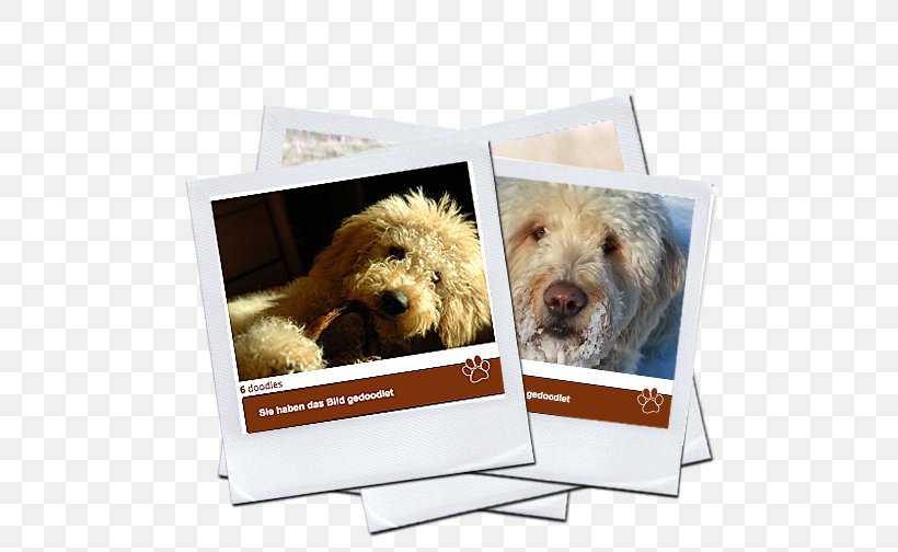 Labradoodle Dog Breed Goldendoodle Puppy, PNG, 508x504px, Labradoodle, Breed, Crossbreed, Dog, Dog Breed Download Free