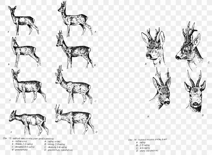 Reindeer Horse Cattle Mammal Sketch, PNG, 884x646px, Reindeer, Antler, Artwork, Black And White, Bone Download Free