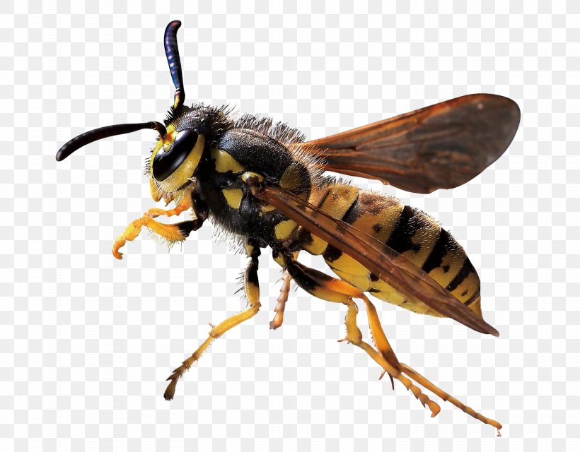 Characteristics Of Common Wasps And Bees Hornet, PNG, 1537x1200px, Bee, Arthropod, Bumblebee, Fly, Honey Download Free