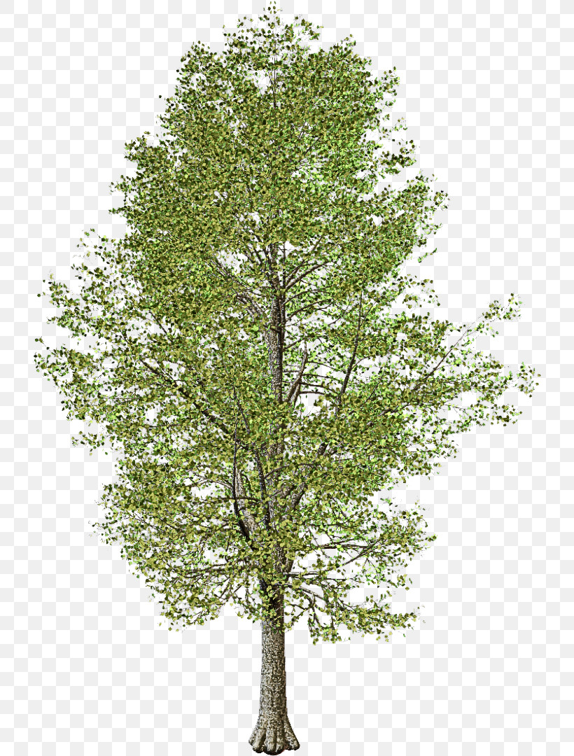 Plane, PNG, 727x1080px, Tree, American Larch, Birch, Birch Family, Branch Download Free