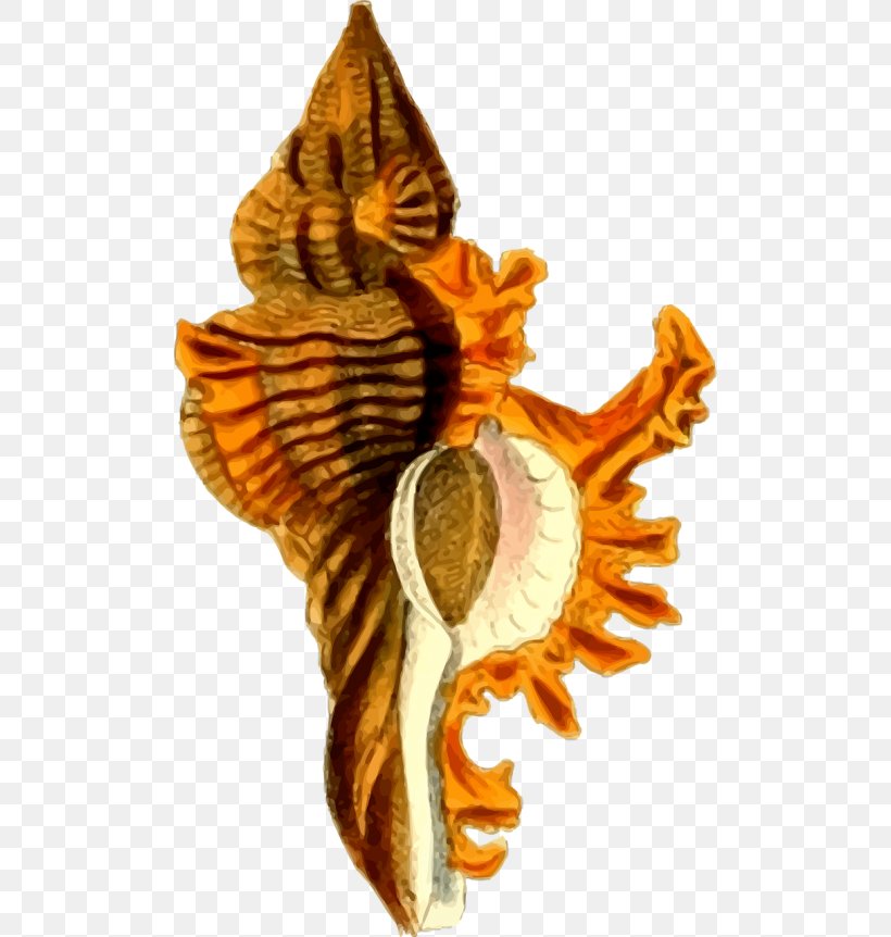 Shore Seashell Mollusc Shell Vector Graphics, PNG, 500x862px, Shore, Beach, Coast, Flower, Invertebrate Download Free