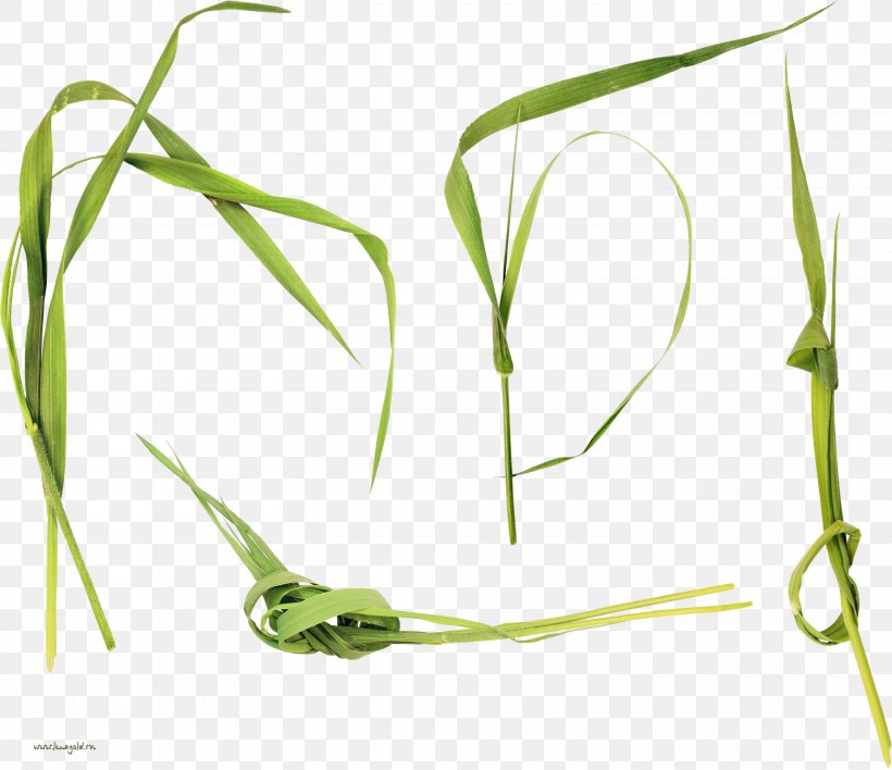 Sweet Grass Plant Stem Megabyte Clip Art, PNG, 3034x2622px, Sweet Grass, Commodity, Grass, Grass Family, Leaf Download Free