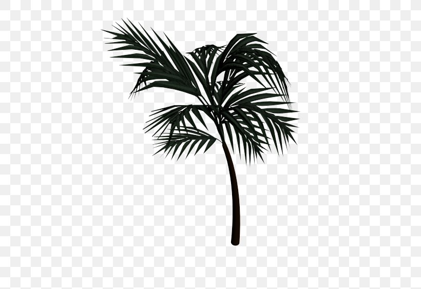 Asian Palmyra Palm Arecaceae Date Palm Drawing, PNG, 620x563px, Asian Palmyra Palm, Arecaceae, Arecales, Black And White, Borassus Download Free