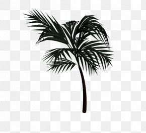 Three Dimensional Blocks - Asian Palmyra Palm Arecaceae Date Palm Drawing PNG