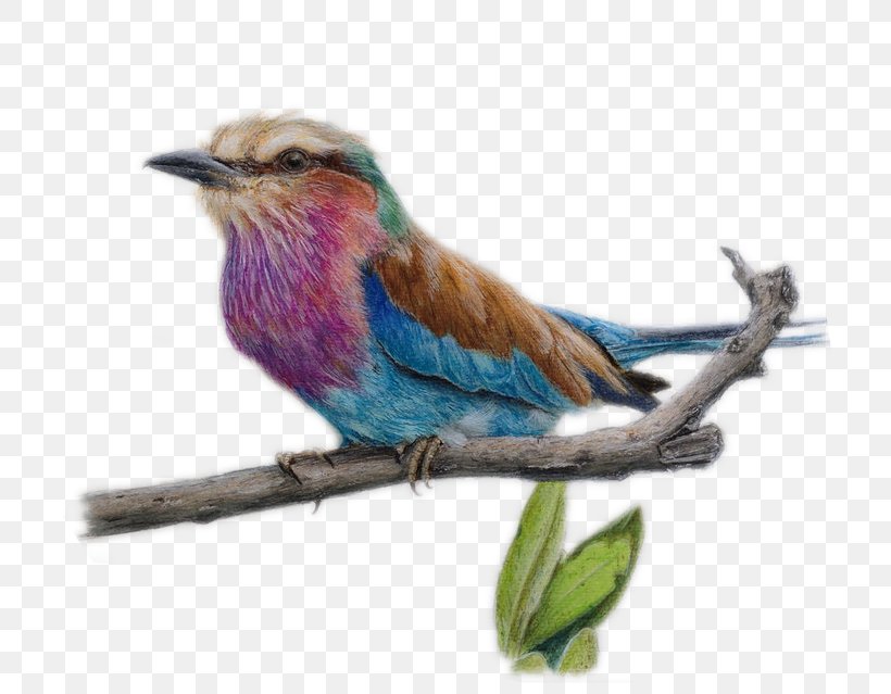 Drawing Colored Pencil Watercolor Painting Sketch, PNG, 766x639px, Drawing, Animal, Art, Art Museum, Beak Download Free