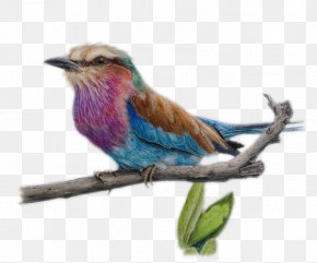 Bird Branches Cartoon Material - Drawing Colored Pencil Watercolor Painting Sketch PNG