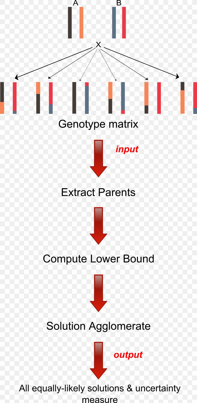 Haplotype Genotype Genetics Allele, PNG, 1514x3092px, Haplotype, Allele, Area, Chromosome, Codominance Download Free