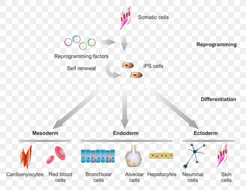 Induced Pluripotent Stem Cell Pluripotency Cellular Differentiation, PNG, 994x768px, Induced Pluripotent Stem Cell, Adult Stem Cell, Brand, Cell, Cell Type Download Free