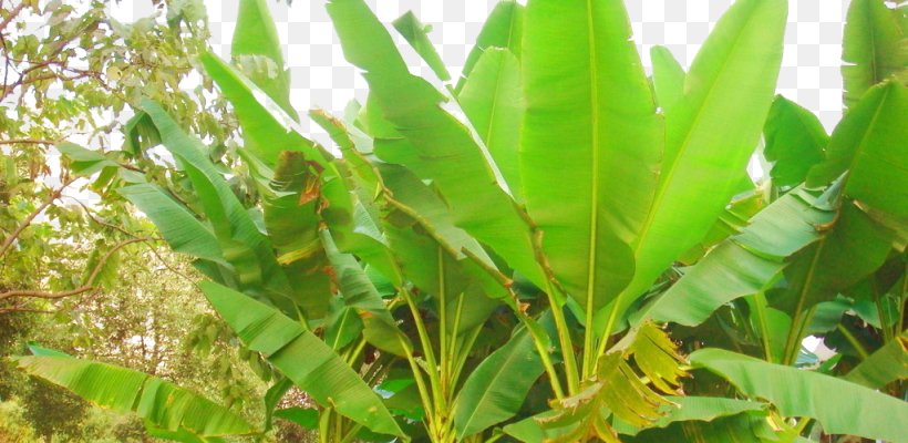 Musa Basjoo Leaf Banana Ravenala Plant Stem, PNG, 1024x500px, Musa Basjoo, Banana, Evergreen, Food, Grass Download Free