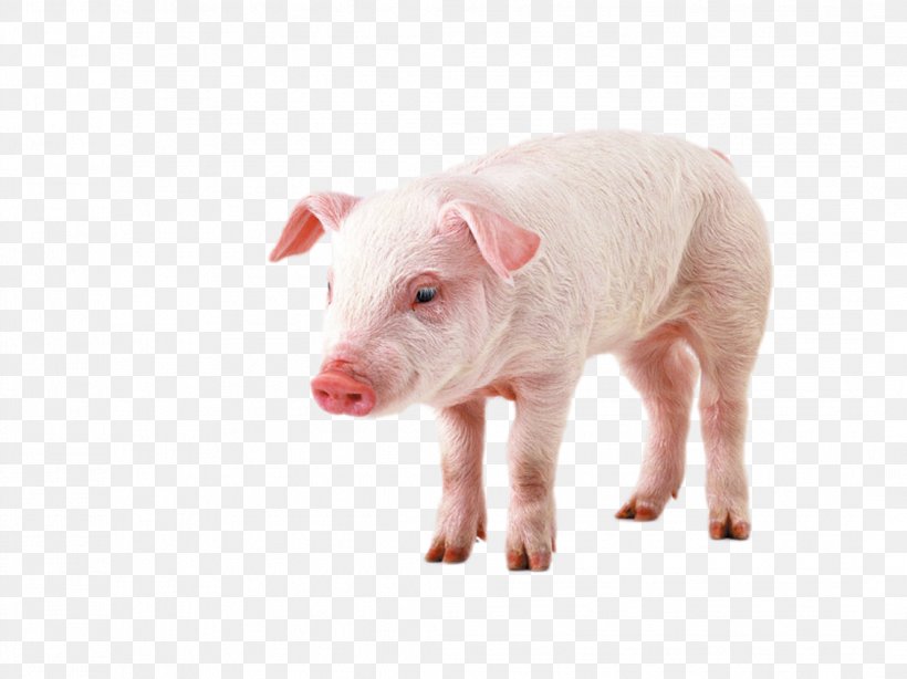 Pig Display Resolution High-definition Video High-definition Television Wallpaper, PNG, 2139x1603px, Pig, Animal, Desktop Computer, Display Resolution, Domestic Pig Download Free