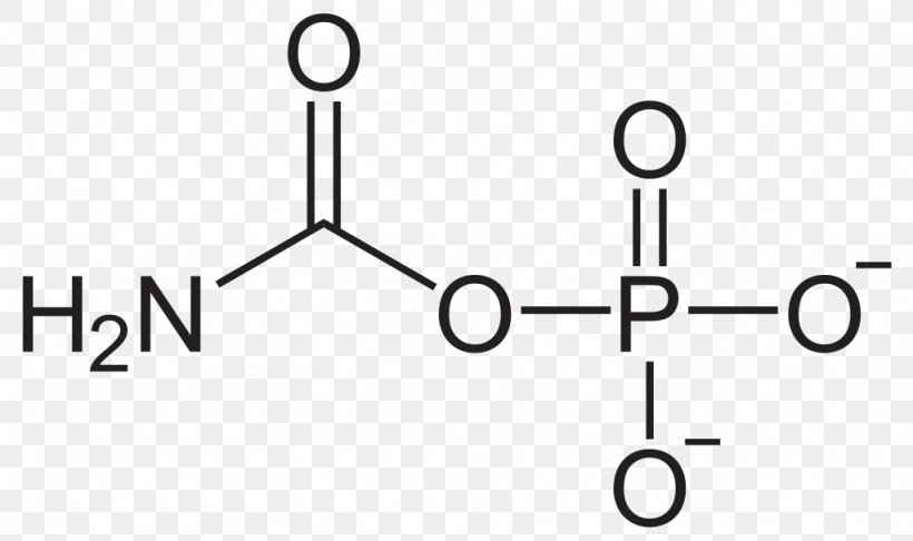 Carbamoyl Phosphate Synthetase Carbamic Acid Urea Cycle, PNG, 1024x608px, Carbamoyl Phosphate, Acetate, Ammonia, Anioi, Area Download Free