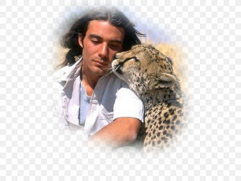 Cheetah Felidae Leopard Tarzan, PNG, 500x617px, Cheetah, Animal, Big Cat, Big Cats, Carnivoran Download Free