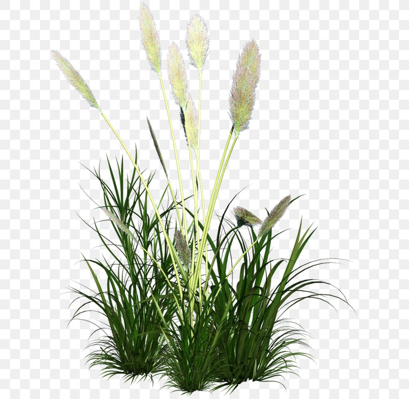 Dog Scutch Grass Lawn, PNG, 648x800px, Dog, Aquarium Decor, Commodity, Flower, Flowering Plant Download Free